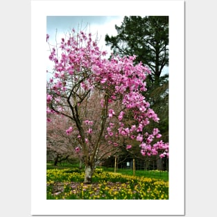 Magnolia Tree Batsford Arboretum Cotswolds UK Posters and Art